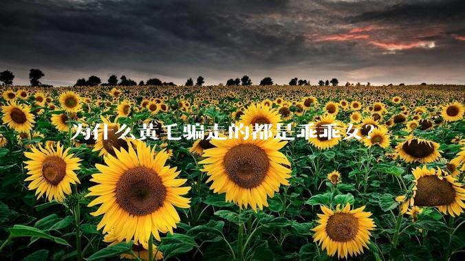 为什么黄毛骗走的都是乖乖女？